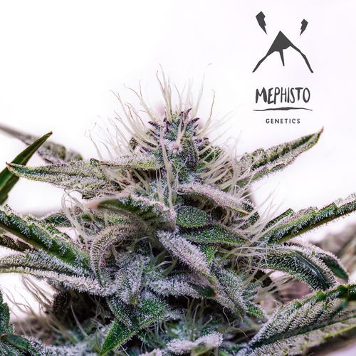 Mephisto’s Wedding - Mephisto Genetics - Image 9