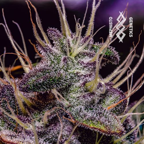 Mephisto’s Wedding - Mephisto Genetics - Image 6