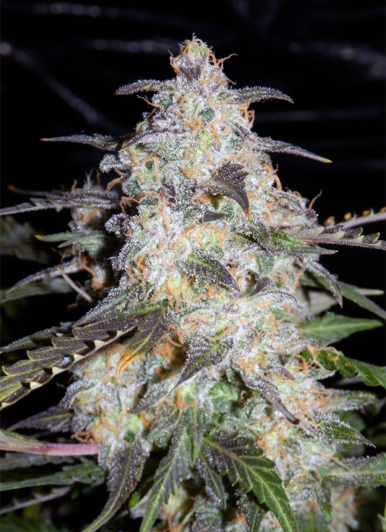 Toof Decay - Mephisto Genetics. SeedTopia Best Cannabis seed shop in Thailand