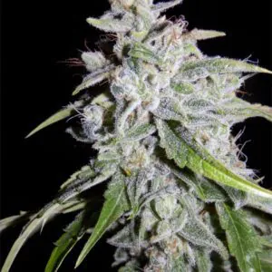 Walter White - Mephisto Genetics. SeedTopia Best Cannabis seed shop in Thailand