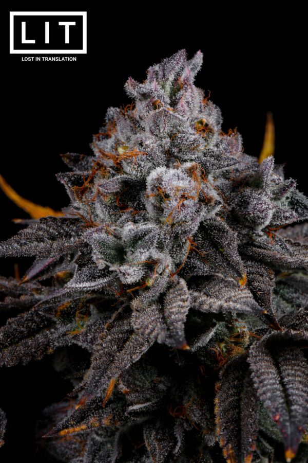 Cat Nip - LIT Farms - Image 4