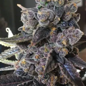 Unicorn Poop F2 - Thug Pug Genetics SeedTopia Best Cannabis seed bank in Thailand