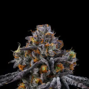 11:11 - Wizard Trees Genetics. SeedTopia Best Cannabis seed bank in Thailand