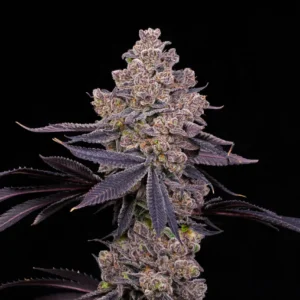 Double Up - Compound Genetics. SeedTopia cannabis seed shop