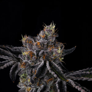 Fiestaz - Wizard Trees Genetics. SeedTopia Cannabis seed bank in Bangkok, Thailand