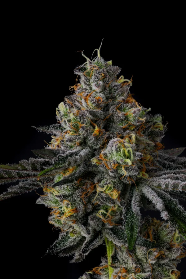 Galactic Rainbow - Wizard Trees Genetics - Image 2