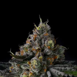 Galactic Rainbow - Wizard Trees Genetics. SeedTopia Cannabis seed bank Thailand