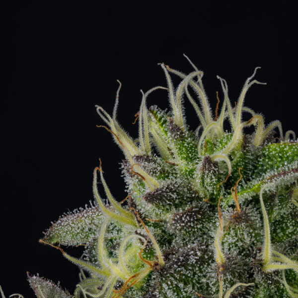 Lucky 123 - Wizard Trees Genetics - Image 3