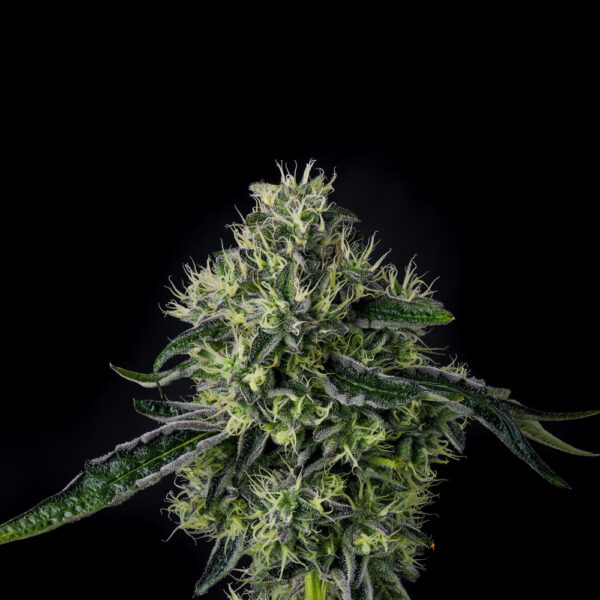 Lucky 123 - Wizard Trees Genetics. SeedTopia Cannabis seed bank Thailand