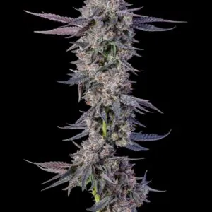 Pavé Runtz - Compound Genetics. SeedTopia Cannabis seed bank Thailand