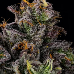 PepZ - Wizard Trees Genetics. SeedTopia Cannabis seed shop in Bangkok, Thailand