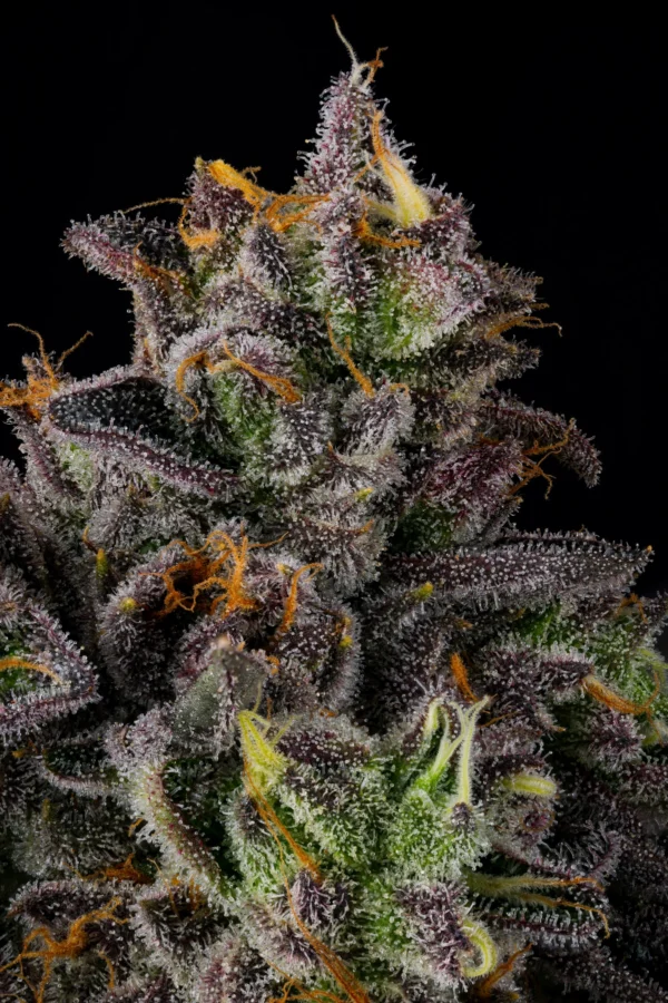 PepZ - Wizard Trees Genetics. SeedTopia Cannabis seed shop in Bangkok, Thailand