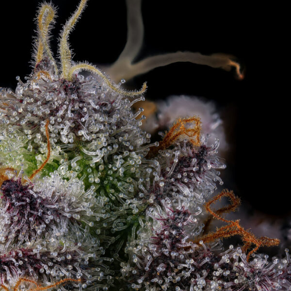 Rainbow Gelato - Wizard Trees Genetics - Image 3