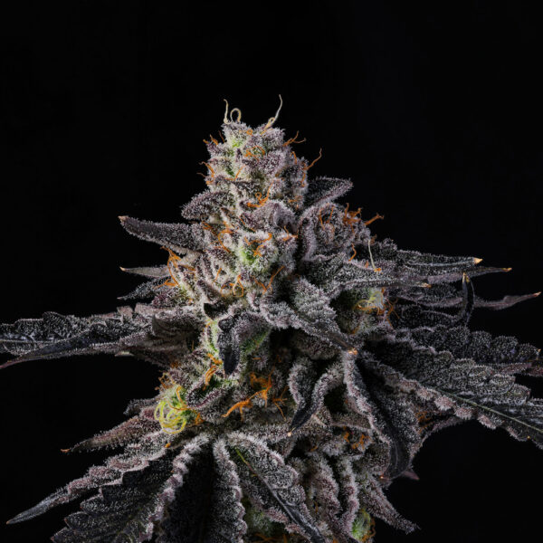 Rainbow Gelato - Wizard Trees Genetics. SeedTopia.Asia Cannabis seed bank Thailand