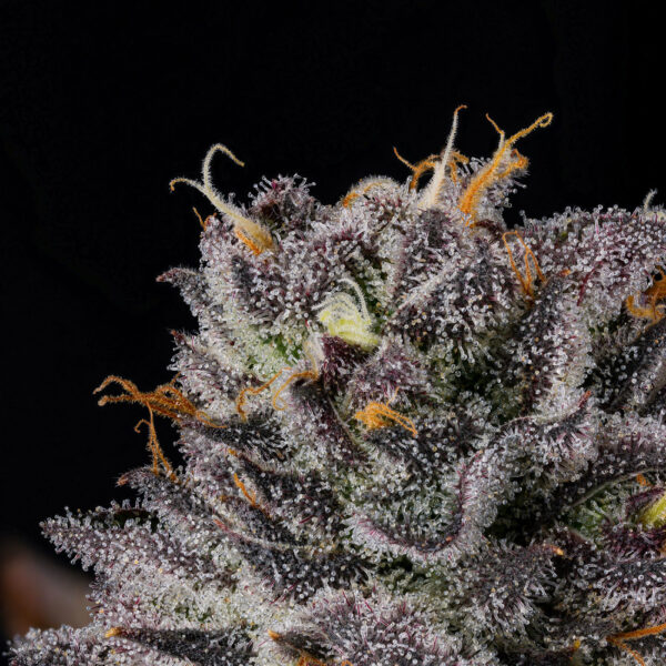 Route 65 - Wizard Trees Genetics - Image 2