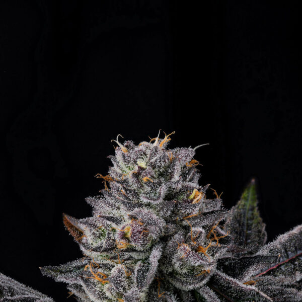 Route 65 - Wizard Trees Genetics - Image 3