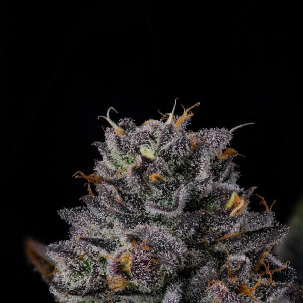 Route 65 - Wizard Trees Genetics. Thailand Cannabis seed bank