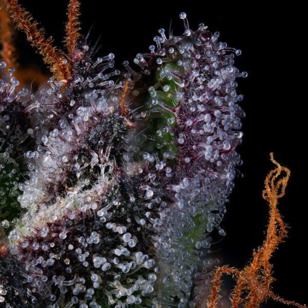 Sherbzooka - Wizard Trees Genetics - Image 4