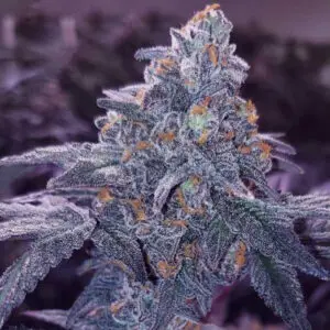 Blues Qlues AKA Blue 16 – Grandiflora Genetics. SeedTopia Cannabis seed bank in Thailand