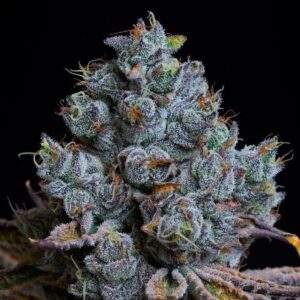 Candy Pavé - Compound Genetics. SeedTopia Cannabis seed bank Thailand