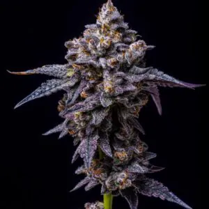 Fish Scale x Fish Scale - Compound Genetics (Cookies Collab)