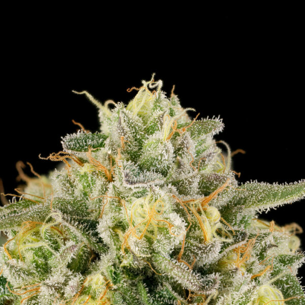 Heel Hook - Wizard Trees Genetics