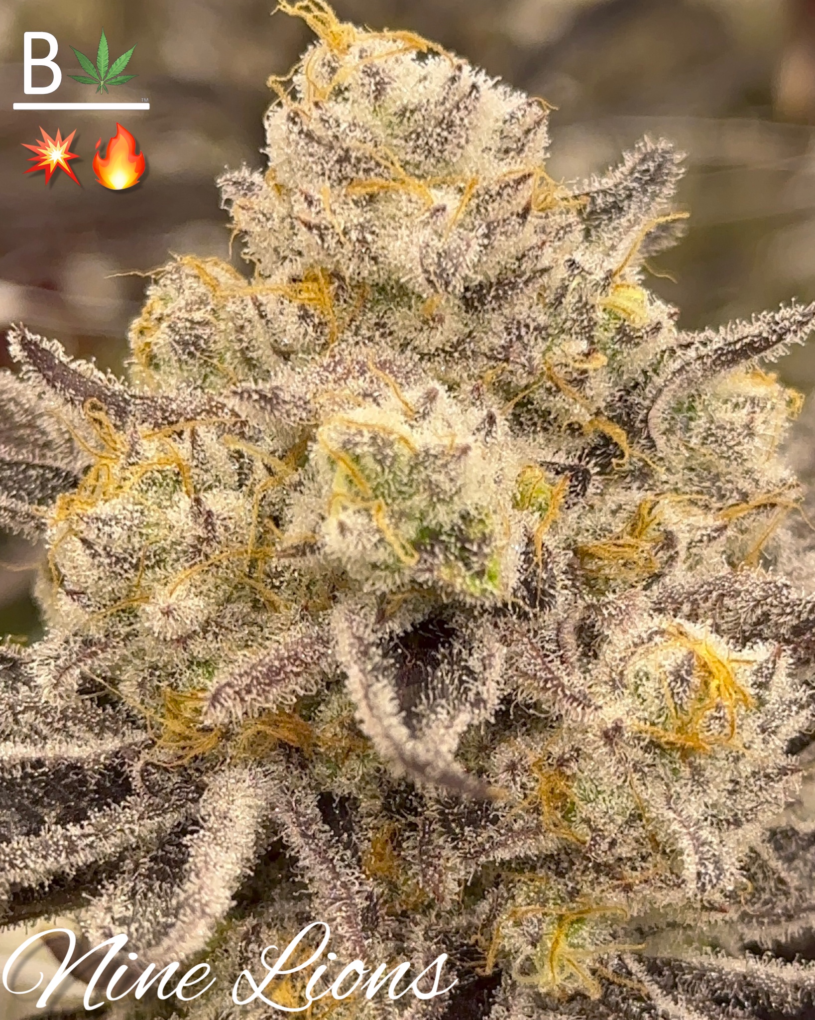 Nine Lions - BeLeaf Genetics. SeedTopia Cannabis seed shop in Thailand