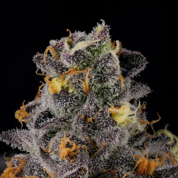 Rainbow Swirl - Wizard Trees Genetics