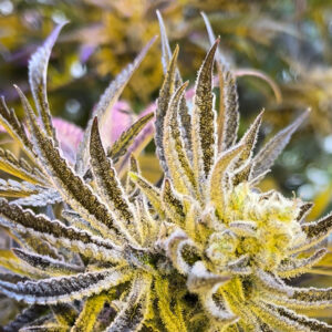 The Creature S1 - BeLeaf Genetics. SeedTopia Cannabis seed bank Thailand