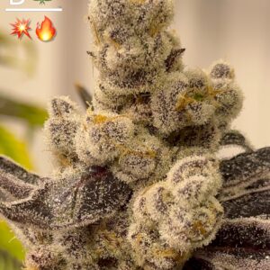 Tricho Jordan - BeLeaf Genetics. SeedTopia Cannabis seed bank Thailand