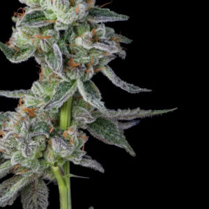 WingSuit - Compound Genetics