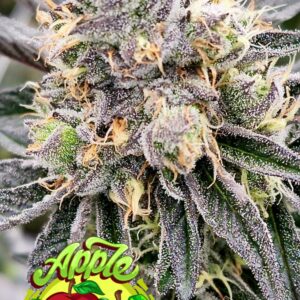 Apple Gushers - Nasha Genetics