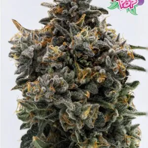 Peach Pop - Nasha Genetics