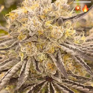 Chestah The Cheetah - BeLeaf Genetics