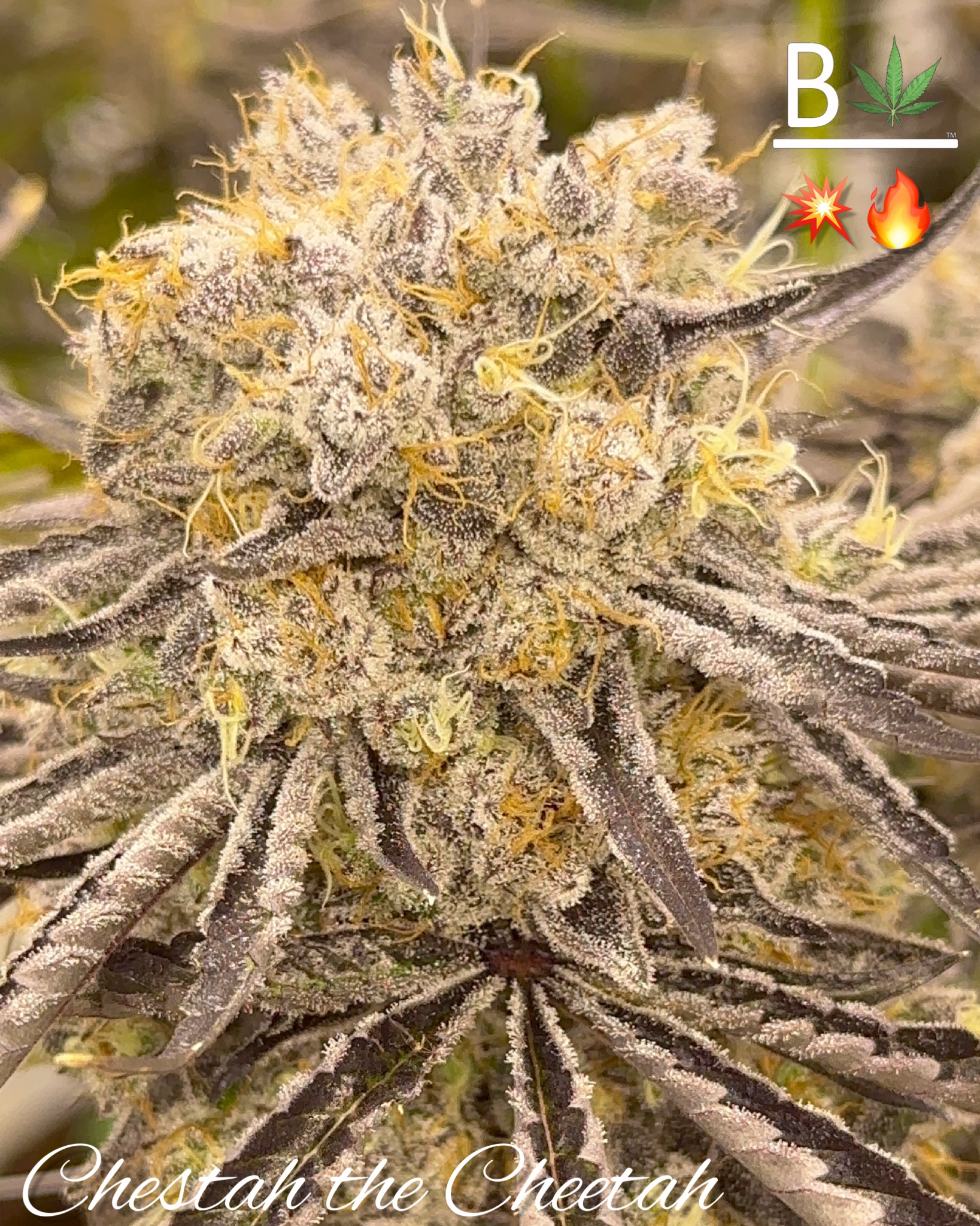 Chestah The Cheetah - BeLeaf Genetics