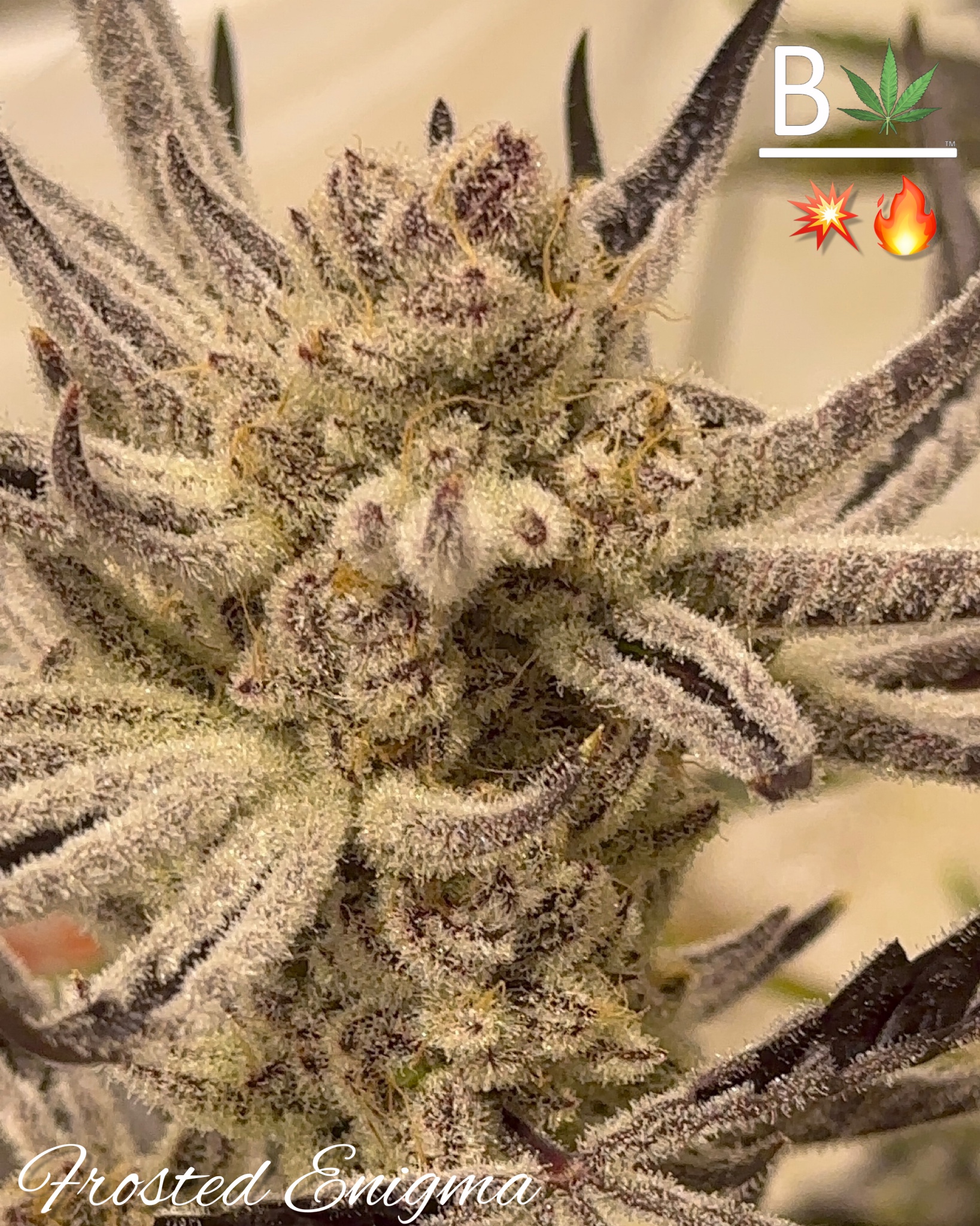 Frosted Enigma - BeLeaf Genetics