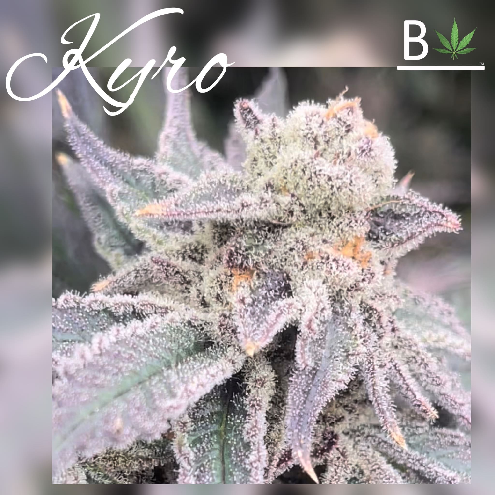 Kyro - BeLeaf Genetics