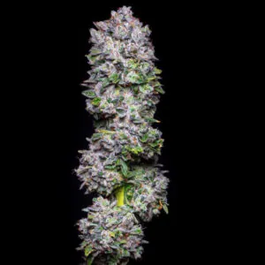 Big Apple - Seed Junky Genetics
