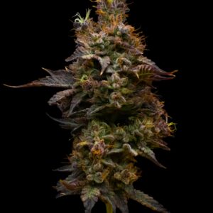 Orange Push Pop - Seed Junky Genetics