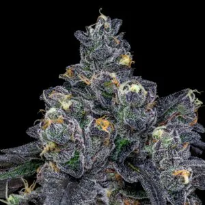 Category 5 - Offensive Selections