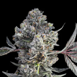 California - Offensive Selections