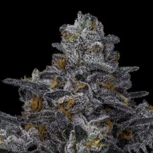 Rotten - Offensive Selections